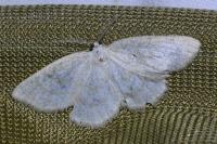 Cabera exanthemata