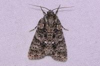 Acronicta rumicis