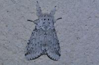 Cerura erminea