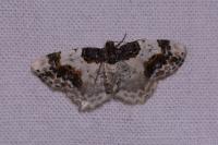 Ligdia adustata