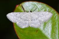 Idaea seriata