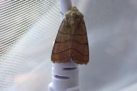 Charanyca trigrammica
