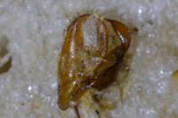 Eilema caniola