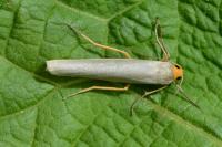 Eilema caniola