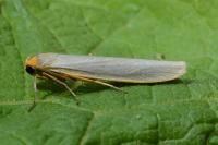 Eilema caniola