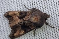 Euplexia lucipara