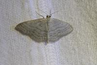Idaea subsericeata