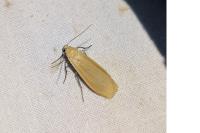 Wittia sororcula