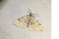 Colostygia pectinataria