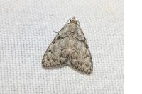 Meganola strigula