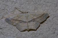 Scopula imitaria