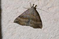 Hypena proboscidalis