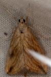 Evergestis forficalis