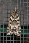 Eudonia lineola