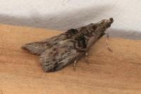 Nephopterix angustella