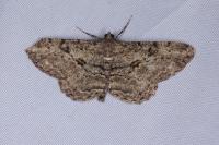 Peribatodes rhomboidaria