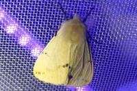 Spilarctia lutea