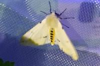 Spilarctia lutea