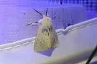 Spilosoma lubricipeda