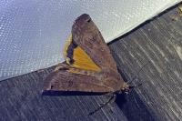 Noctua pronuba