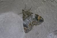 Dysstroma truncata
