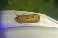 Agrotis exclamationis exclamationis