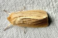Mythimna pallens