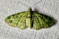 Pasiphila rectangulata
