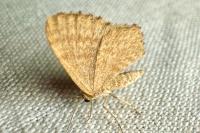 Euchoeca nebulata