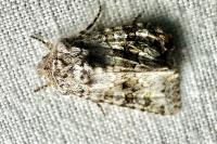 Hecatera bicolorata