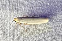 Eilema caniola