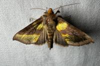 Diachrysia chrysitis