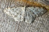 Scopula marginepunctata