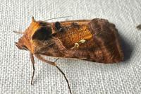 Autographa jota