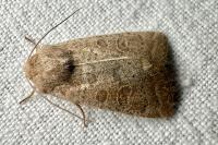 Hoplodrina ambigua