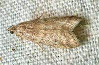 Ephestia woodiella/parasitella/elutella