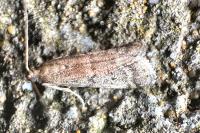 Ephestia woodiella/parasitella/elutella