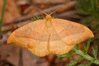 Watsonalla cultraria