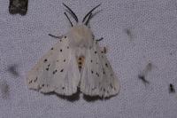 Spilosoma lubricipeda