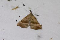 Hypena proboscidalis