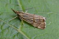 Chrysocrambus linetella