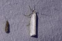 Crambus perlellus