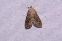 Parapoynx stratiotata
