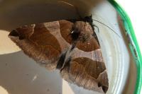 Dysgonia algira