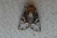 Oligia
