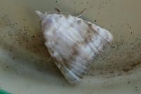 Meganola albula