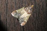 Pyralis farinalis