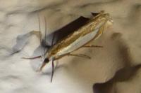 Crambus pascuella
