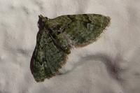 Chloroclystis v-ata