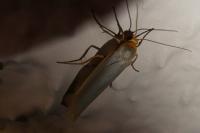 Eilema caniola
